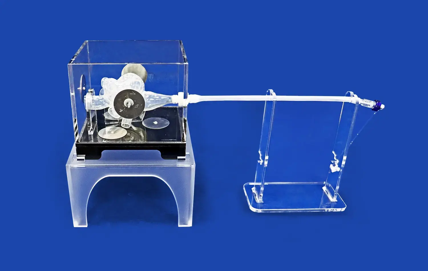 Heart model for Electrophysiology(XX003J)