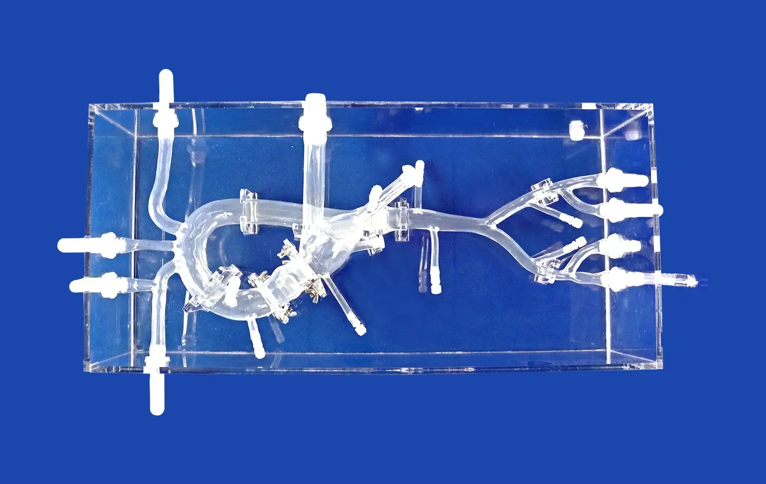 Aortic Valve Model(XXK005D-01)