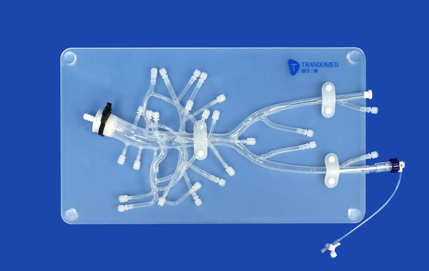 Abdominal Region Model(FB003D)