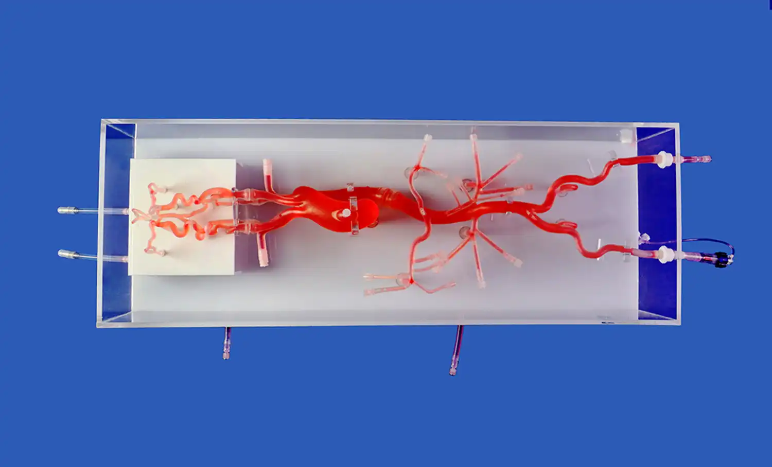 Neurovascular Model(SJ001D-018)