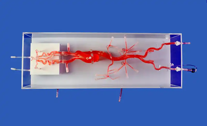 Neurovascular Model(SJ001D-018)