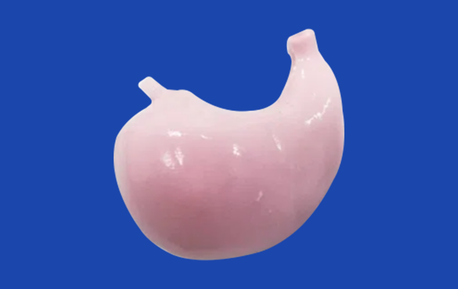 Human Stomach Model