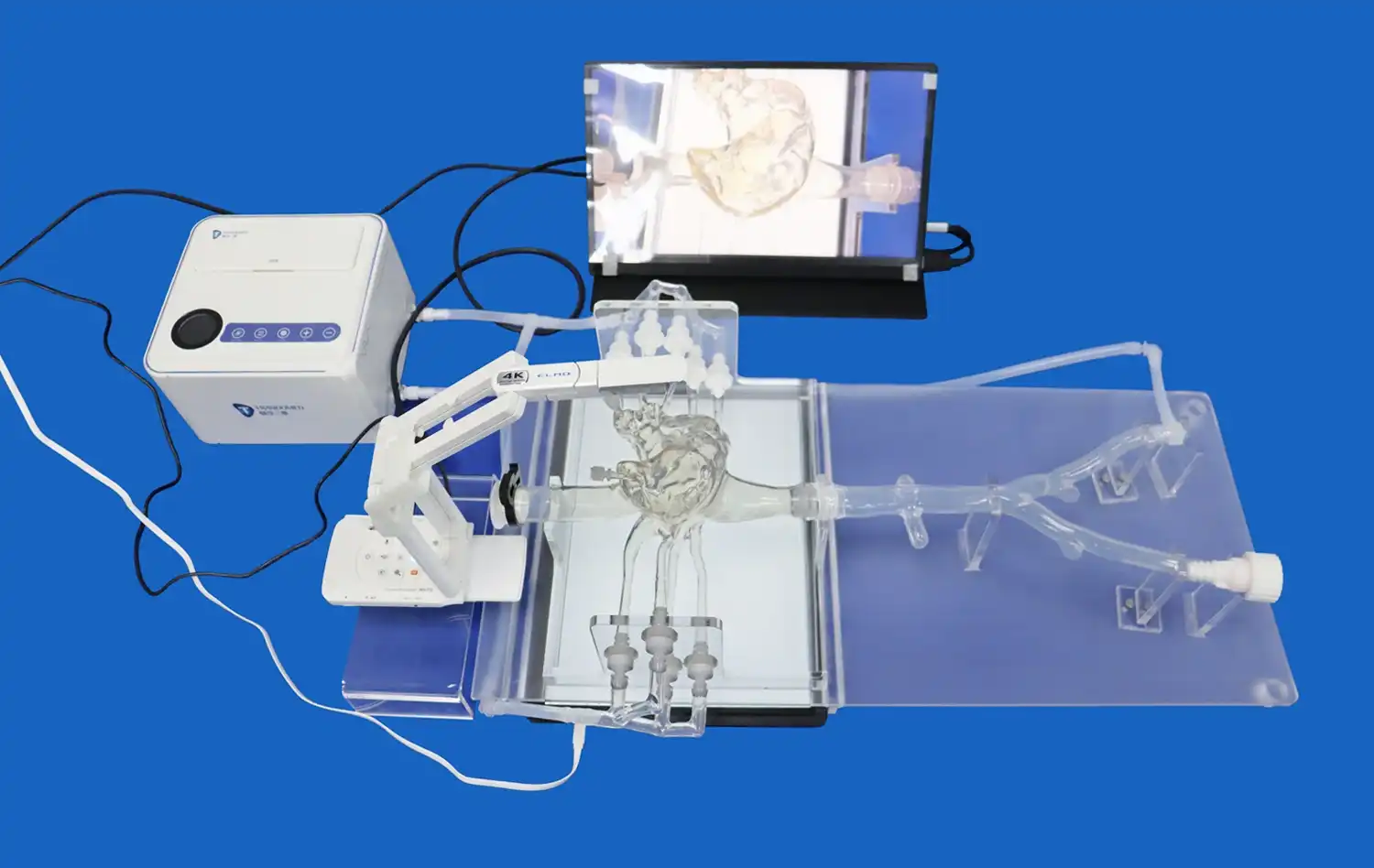 Pulmonary Vein Model